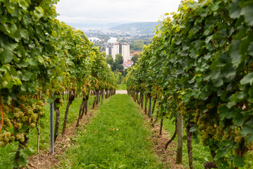 Fototapeta na wymiar green red grape valley farm growing summer harvest agriculture
