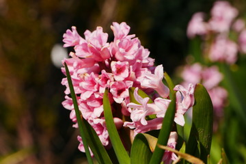 frühling blühende blumen