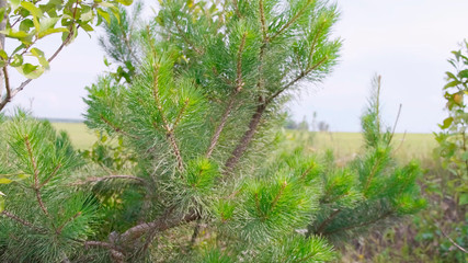 Green Trees with leaf in a wind in field. Summer.
