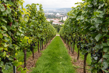 Fototapeta na wymiar green red grape valley farm growing summer harvest agriculture