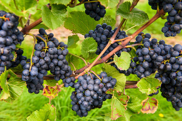 green red grape valley farm growing summer harvest agriculture