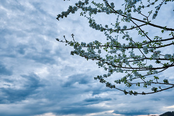 Blüten im Frühling mit wolkigem Himmel bei Dämmerung