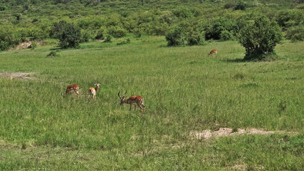 Kenya. Masai Mara National Park. Antelopes graze on the lush green grass of the savannah. Shrubs in the distance.