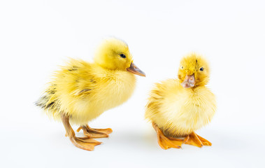 Two cute little yellow ducks on white background