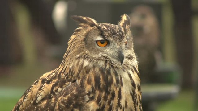 Eurasian Eagle owl turns his head to glare at the camera with big orange eyes. Bubo. Super slow motion. Stock Video Clip Footage