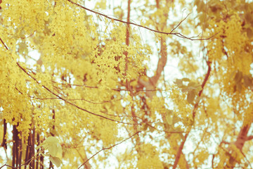 Selective focus blur nature use for background of summer.