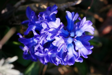 frühling blühende blumen