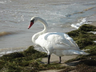 Swan on the autumn shore of the Sea of Azov