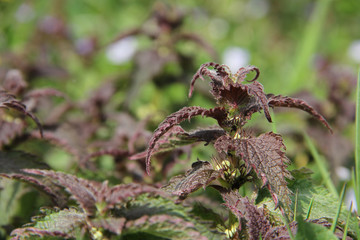 purple lamium album 