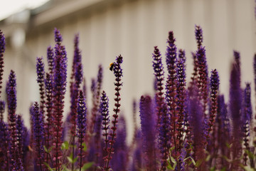 lavender field in provence