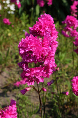 Obraz premium Flowers in the spring garden