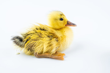 A cute little yellow duck on white background