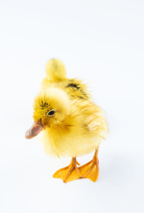 Two cute little yellow ducks on white background