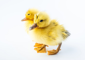 Two cute little yellow ducks on white background