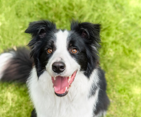A Border collie dog is  grinning happily 