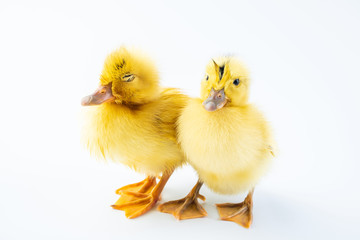 Two cute little yellow ducks on white background