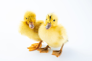 Two cute little yellow ducks on white background