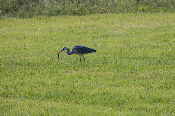 fischreiher, wühlmaus gefangen