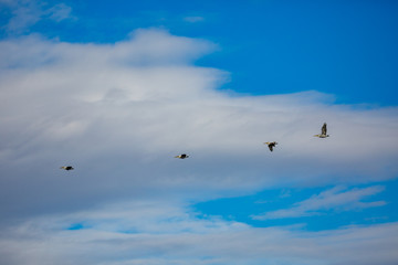 Amazingly beautiful group of four big Dalmatian pelicans flying with big span of wings. Cloudy winter blue sky over Porto Lagos, Northern Greece. Picturesque frozen moment of Nature