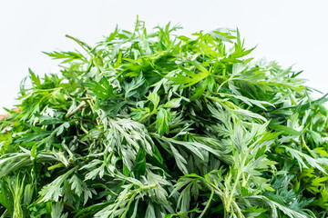 Fresh green edible wormwood leaves