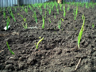 Onion on the field