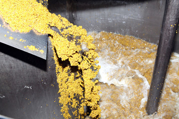 Mustard Powder Factory Making mustard mass from mustard seeds. Innovative equipment for the...