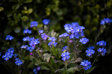 Beautiful meadow field with wild flowers. Spring or summer wildflowers closeup. Health care concept. Rural field. Alternative medicine. Environmen