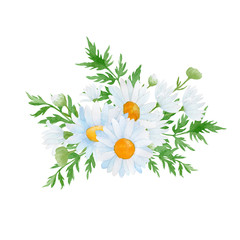 daisies on white background