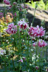 
Flowers in the spring garden