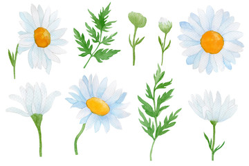 set of daisies