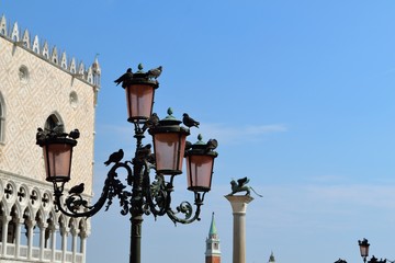 Fototapeta na wymiar Piccioni in piazza San Marco, Venezia