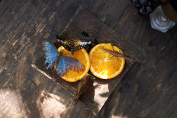 brown butterfly eating orange still life