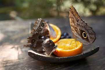 brown butterfly eating orange still life