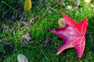 Bright red maple leaf on the green grass. Blur