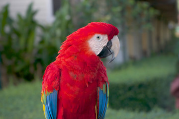Beautiful red-eyed parrot on a clear day.