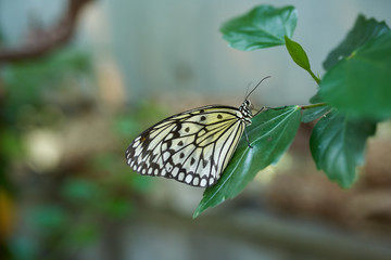 brown butterfly on sitting on a flower