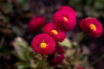 Beautiful meadow field with wild flowers. Spring or summer wildflowers closeup. Health care concept. Rural field. Alternative medicine. Environmen © Adam