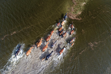 A herd of horses crosses a pond. The concept of natural disasters and floods. Aerial.