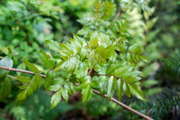 Wild rattan tea in the forest