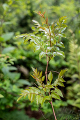 Wild rattan tea in the forest