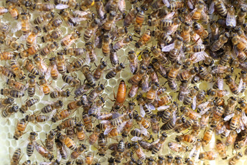 Selective Focus closeup of Italian Bees building honeycomb with the Queen Bee visible in center