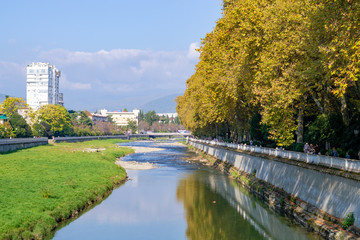Yellowing sycamore trees. Mountains on the horizon