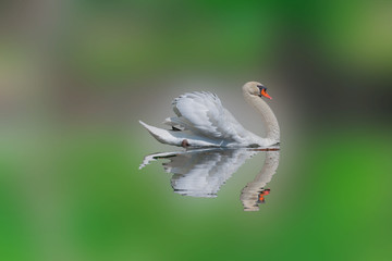 swan