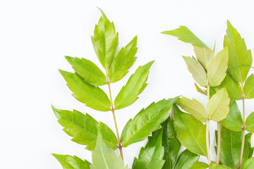 Fresh wild rattan tea on white background