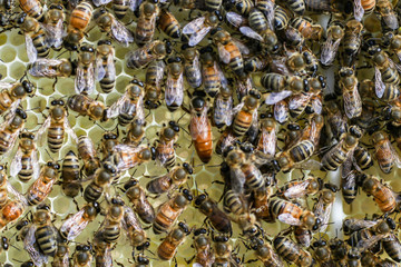 Selective focus closeup of Italian Honey Bees on a Langstroth Frame, building honeycomb