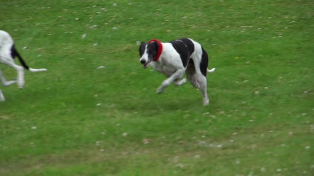 Whippets or Greyhound Dogs running very fast. Filmed outdoors in Super Slow motion. Stock Video Clip Footage
