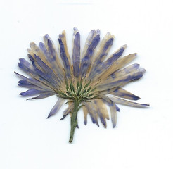 getrocknete Pflanzen und Blumen
