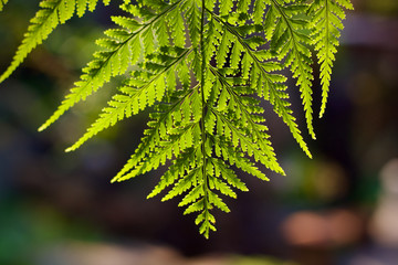 green leaves of a tree