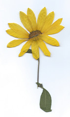 getrocknete Pflanzen und Blumen
