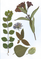 getrocknete Pflanzen und Blumen